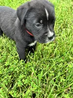 Black & White Female Red Collar, a female Boxer for sale in Wright City, MO – 3 of 3