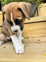 Brown & White Female Orange Collar, a female Boxer for sale in Wright City, MO – 3 of 3