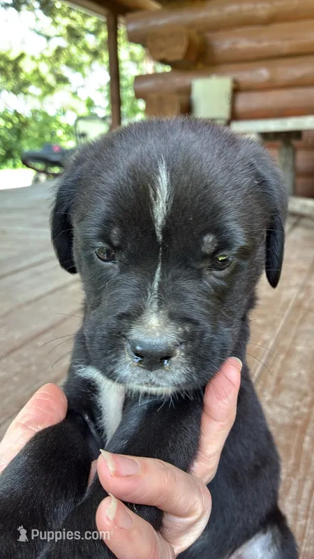 Sweetie – Boxer puppy for sale in Wright City, MO