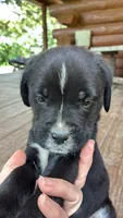 Sweetie, a female Boxer for sale in Wright City, MO – 1 of 3