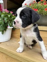 Black & White Male, a male Boxer for sale in Wright City, MO – 2 of 3