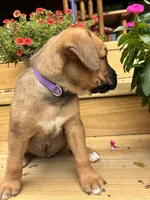 Brown Female, a female Boxer for sale in Wright City, MO – 3 of 3