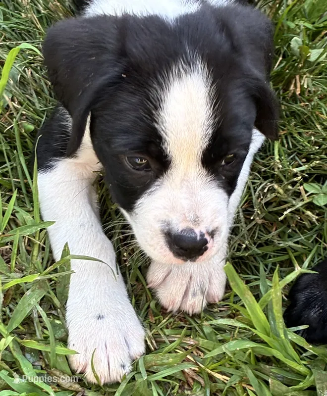 Stanley – Boxer puppy for sale in Wright City, MO
