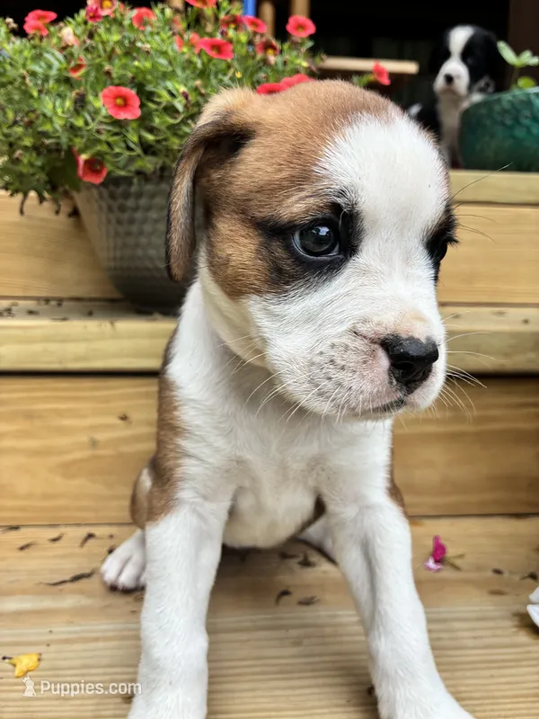 Brown & White  – Boxer puppy for sale in Wright City, MO