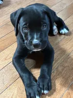 Buddy, a male Boxer for sale in Wright City, MO – 1 of 4