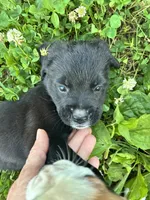 Baby Mac, a female Boxer for sale in Wright City, MO – 2 of 2