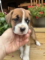 Brown & White Female Orange Collar, a female Boxer for sale in Wright City, MO – 2 of 3