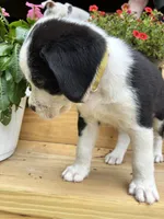 Yellow Collar, a male Boxer for sale in Wright City, MO – 2 of 2