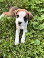 Suzy, a female Boxer for sale in Wright City, MO – 2 of 2
