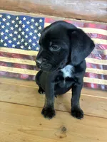 Max, a male French Bulldog and Beagle for sale in Wright City, MO – Photo 3 of 6