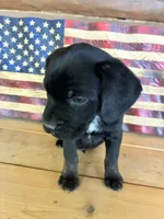 Max, a male French Bulldog and Beagle for sale in Wright City, MO – Photo 2 of 6