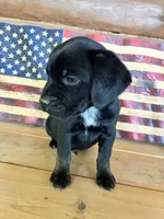 Max, a male French Bulldog and Beagle for sale in Wright City, MO – Photo 4 of 6