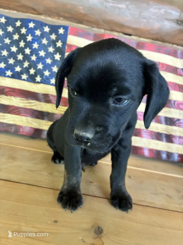 Max – French Bulldog, Beagle puppy for sale in Wright City, MO