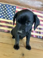 Max, a male French Bulldog and Beagle for sale in Wright City, MO – Photo 1 of 6