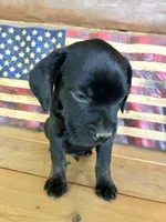 Max, a male French Bulldog and Beagle for sale in Wright City, MO – Photo 5 of 6