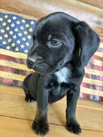 Max, a male French Bulldog and Beagle for sale in Wright City, MO – Photo 6 of 6