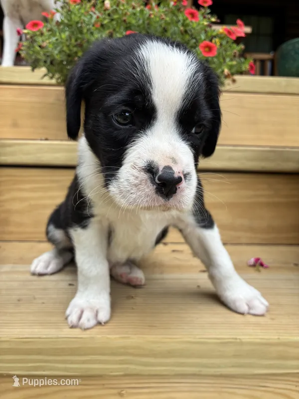Black & White Male – Boxer puppy for sale in Wright City, MO