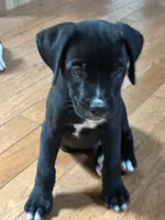 Buddy, a male Boxer for sale in Wright City, MO – 2 of 4