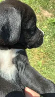 Sweetie, a female Boxer for sale in Wright City, MO – 2 of 3