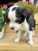 Oscar, a male Boxer for sale in Wright City, MO – 3 of 3