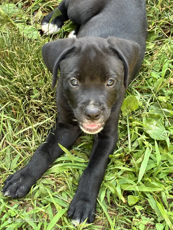 Chance – Boxer puppy for sale in Wright City, MO
