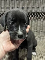 Daisy, a female Boxer for sale in Wright City, MO – 2 of 3