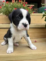 Black & White Male, a male Boxer for sale in Wright City, MO – 3 of 3