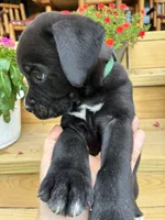 Black w/white Male Green Collar, a male Boxer for sale in Wright City, MO – 2 of 3