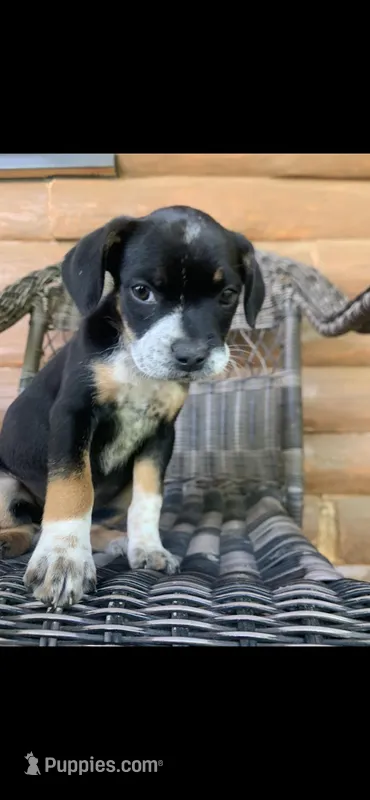 Dolly – French Bulldog, Beagle puppy for sale in Wright City, MO