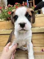 Brown & White , a female Boxer for sale in Wright City, MO – 2 of 3