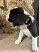 Stanley, a male Boxer for sale in Wright City, MO – 2 of 3