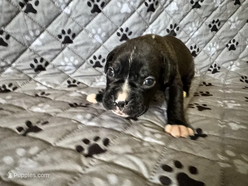 Daisy – Boxer puppy for sale in Milton, IN