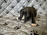 Daisy, a female Boxer for sale in Milton, IN – 1 of 2