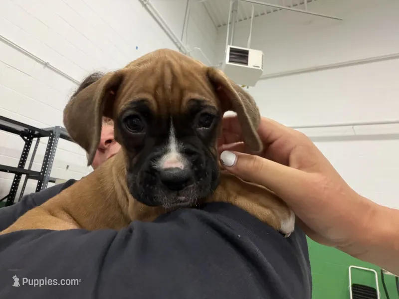 Bella – Boxer puppy for sale in Milton, IN