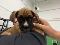 Bella, a female Boxer for sale in Milton, IN – 2 of 5