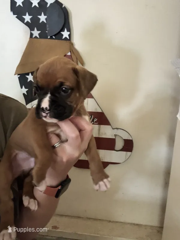 Cedar – Boxer puppy for sale in Milton, IN