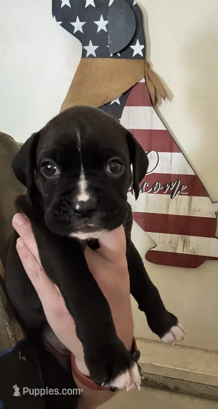 Thunder – Boxer puppy for sale in Milton, IN