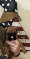 Bella, a female Boxer for sale in Milton, IN – 3 of 5