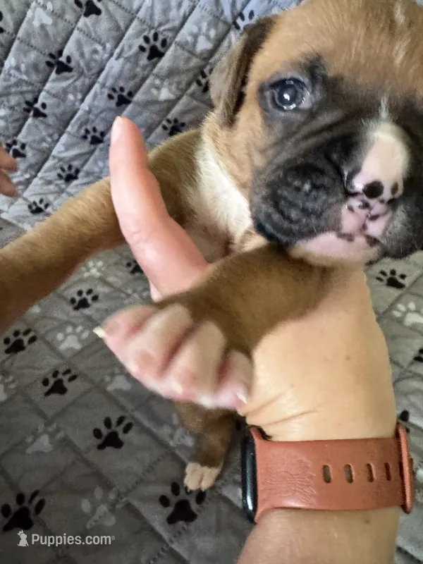 Stella – Boxer puppy for sale in Milton, IN