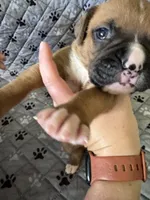 Stella, a female Boxer for sale in Milton, IN – 1 of 3