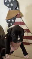 Daisy, a female Boxer for sale in Milton, IN – 3 of 4