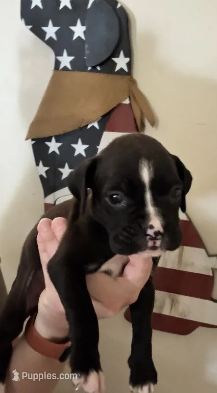Luna – Boxer puppy for sale in Milton, IN