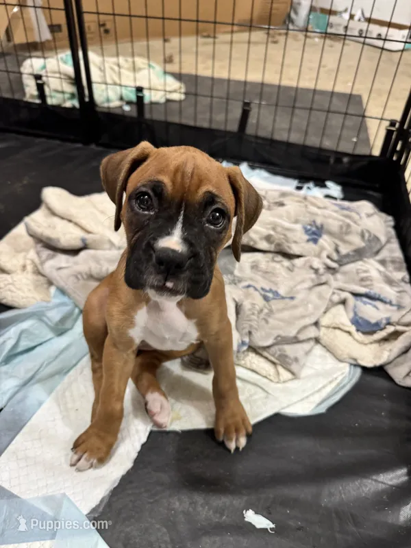 Bella – Boxer puppy for sale in Milton, IN