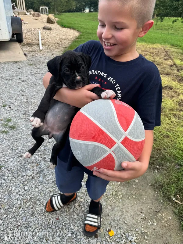Daisy – Boxer puppy for sale in Milton, IN