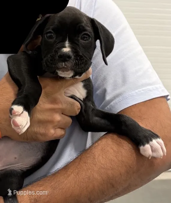Daisy – Boxer puppy for sale in Milton, IN