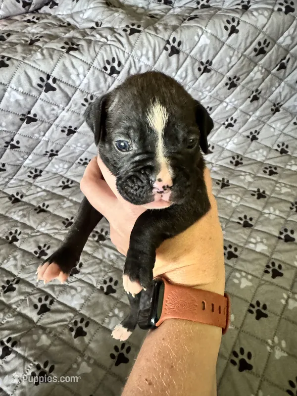 Luna – Boxer puppy for sale in Milton, IN
