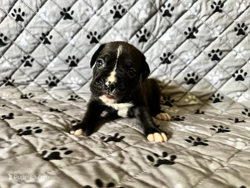 Thunder – Boxer puppy for sale in Milton, IN