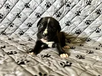 Thunder, a male Boxer for sale in Milton, IN – 1 of 1
