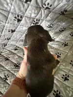 Luna, a female Boxer for sale in Milton, IN – 2 of 2