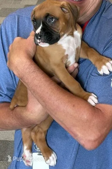Cedar – Boxer puppy for sale in Milton, IN